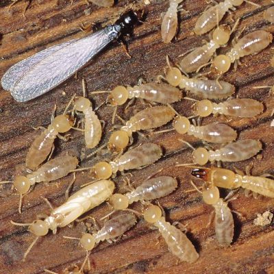 Scottsdale Termite Treatment